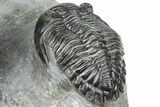 Cluster Of Three Trilobites (Hollardops & Austerops) - Ofaten, Morocco #365714-10